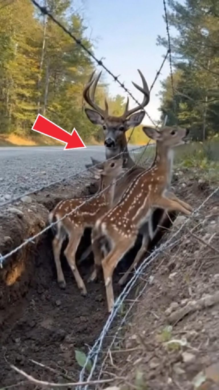 182-deer-children-Cover