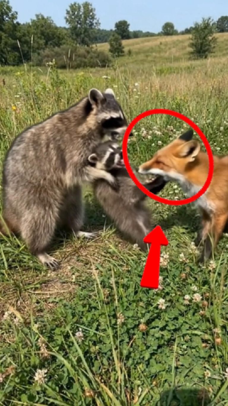 183-fox-raccoon-Cover