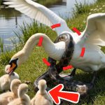 183-goose-Cover