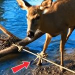184-deer-tied-Cover