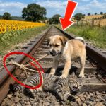 185-cat-puppy-Cover