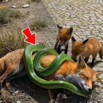 185-fox-snake-Cover