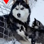 186-husky-Cover
