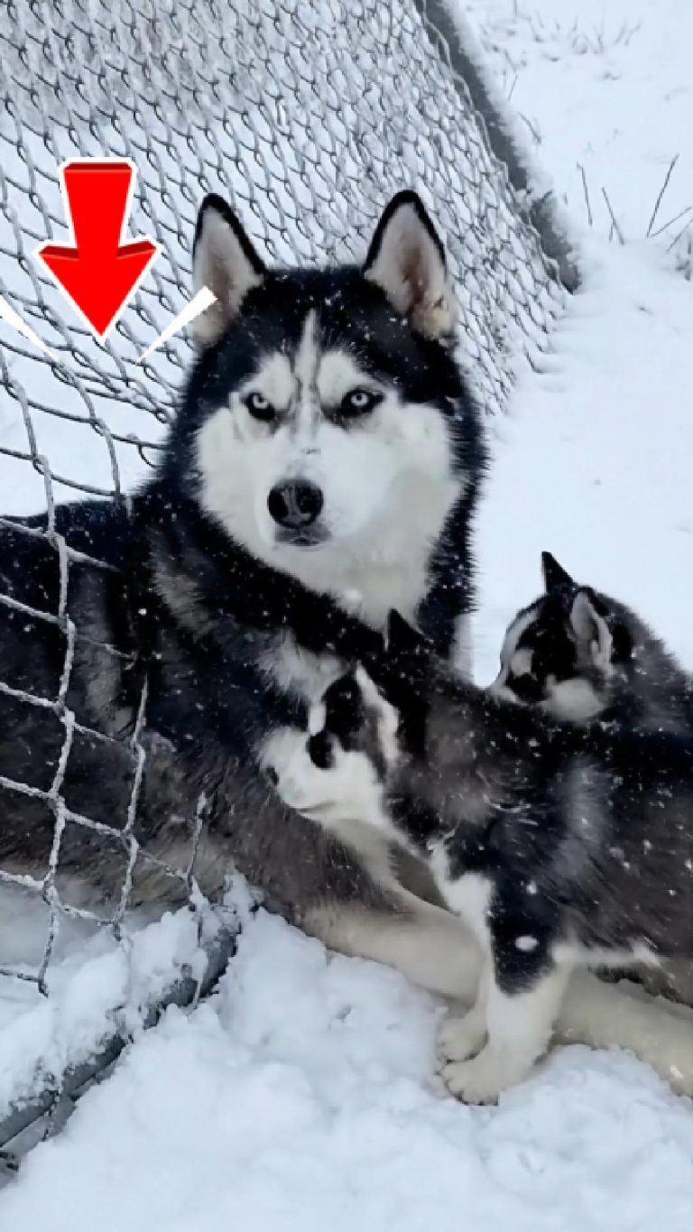 186-husky-Cover