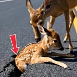187-deer-stuck-Cover