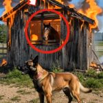 187-dog-horse-STORY-Cover