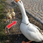 188-goose-Cover