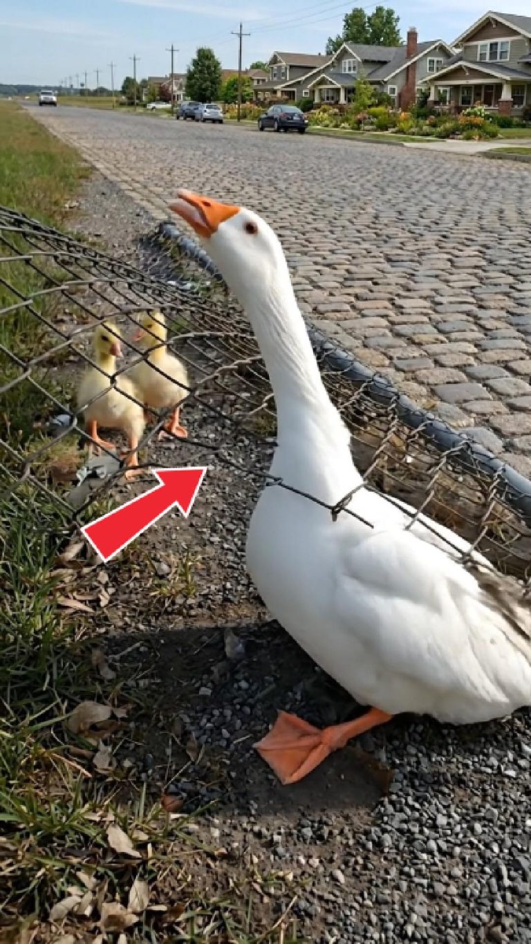 188-goose-Cover