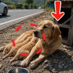 189-dogs-Cover
