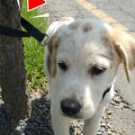 191-dog-tied-Cover