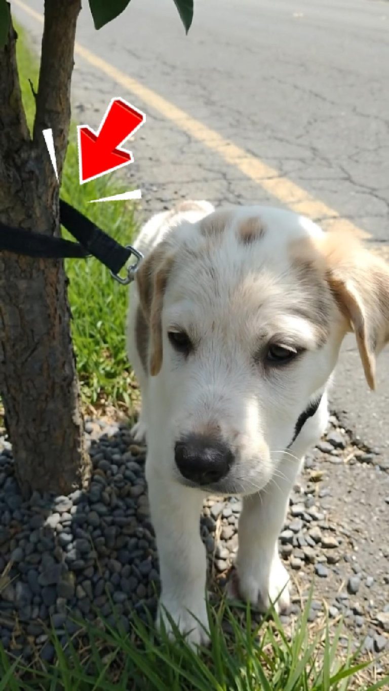 191-dog-tied-Cover
