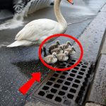 191-goose-Cover