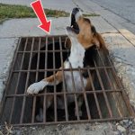 192-dog-stucked-Cover