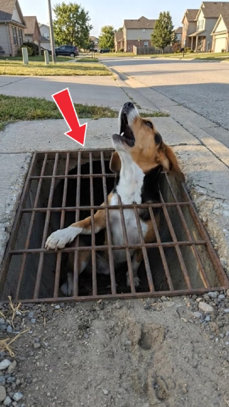 192-dog-stucked-Cover