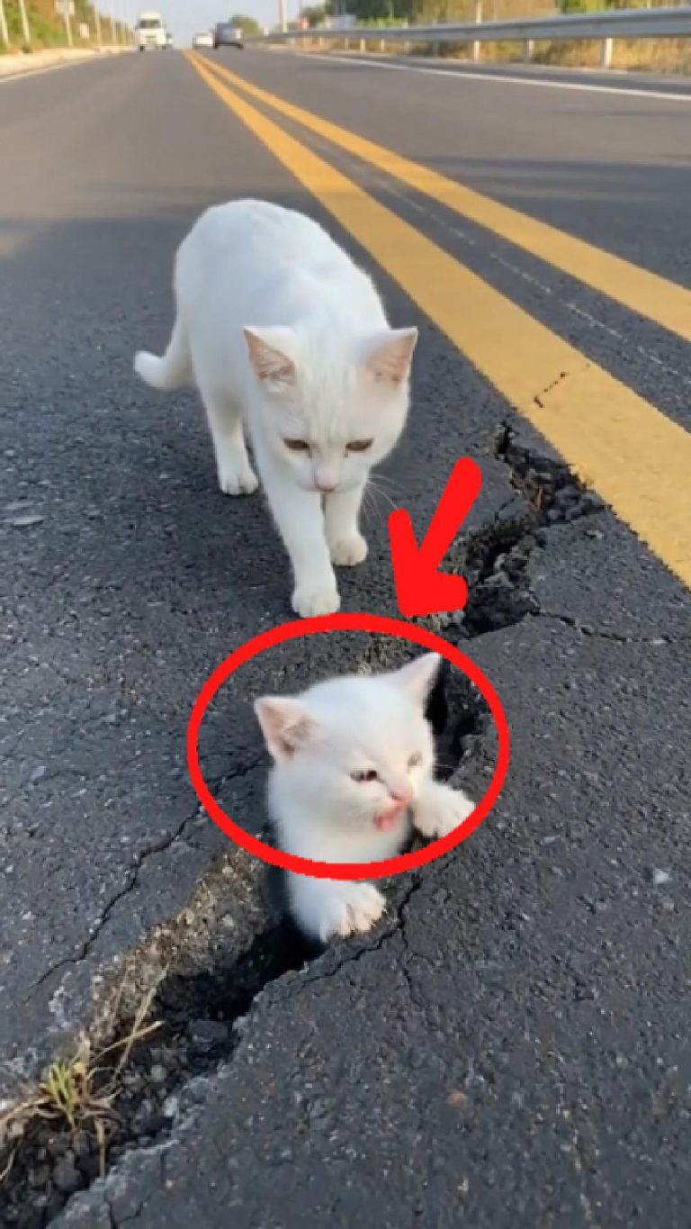 194-cat-Cover