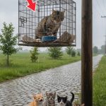 196-cat-cage-Cover