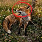 199-fox-tied-Cover