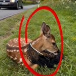 2-deer-Cover