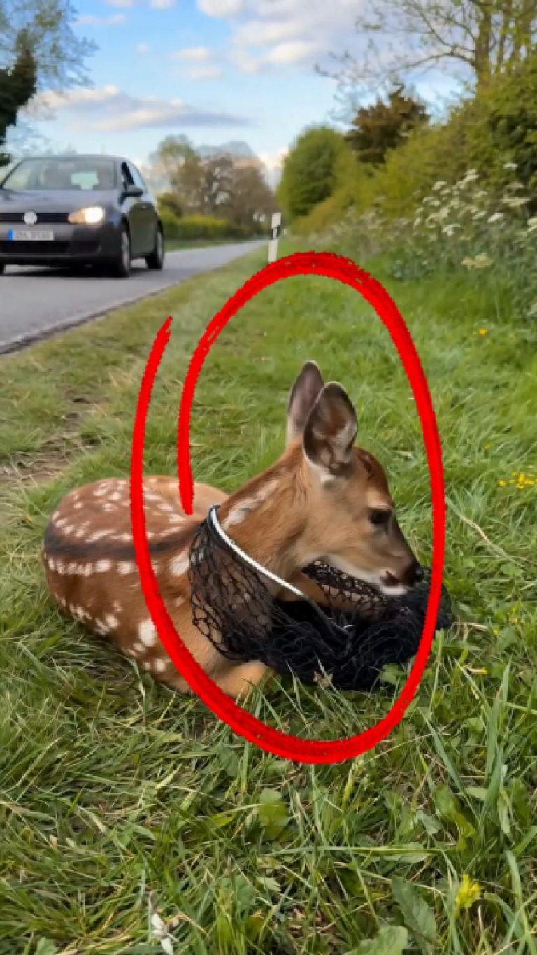 2-deer-Cover