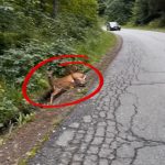 20-deer-tied-Cover