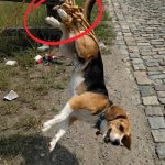 201-tied-dog-Cover