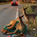 202-deer-Cover