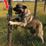204-dog-tied-Cover