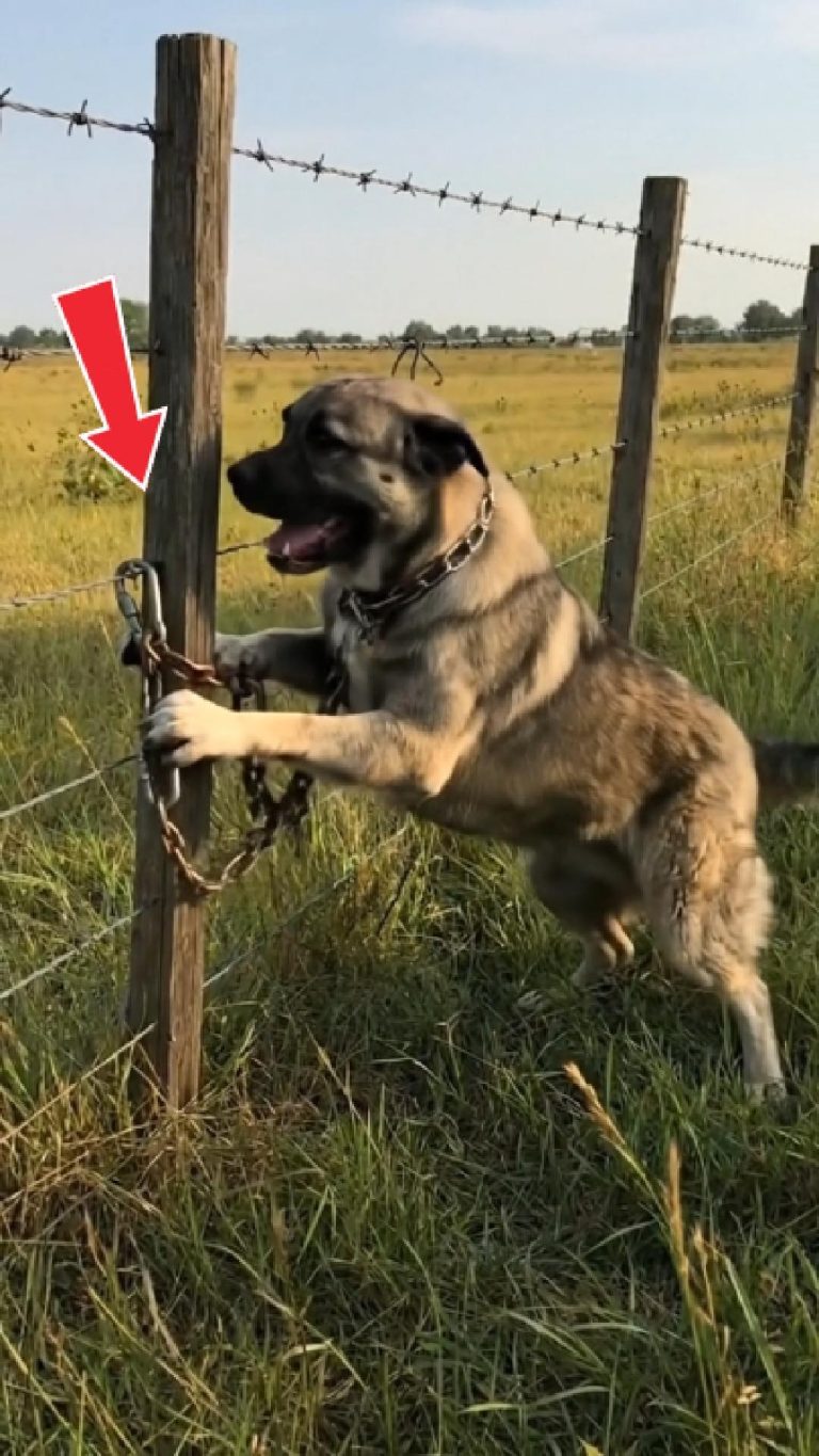 204-dog-tied-Cover