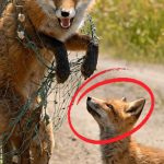 206-fox-tied-FB-Cover