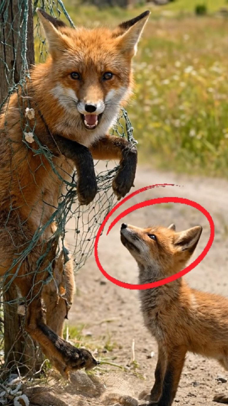 206-fox-tied-FB-Cover