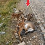 207-tied-deer-FB-Cover