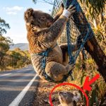 208-koala-Cover