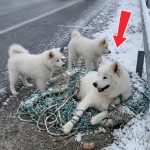 213-dog-stucked-Cover