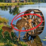214-deer-Cover