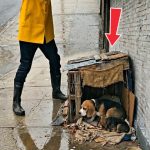 215-dog-Cover