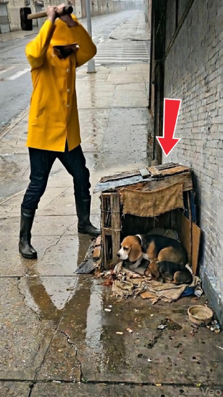 215-dog-Cover