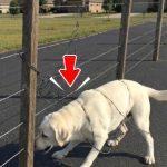 216-dog-tied-Cover