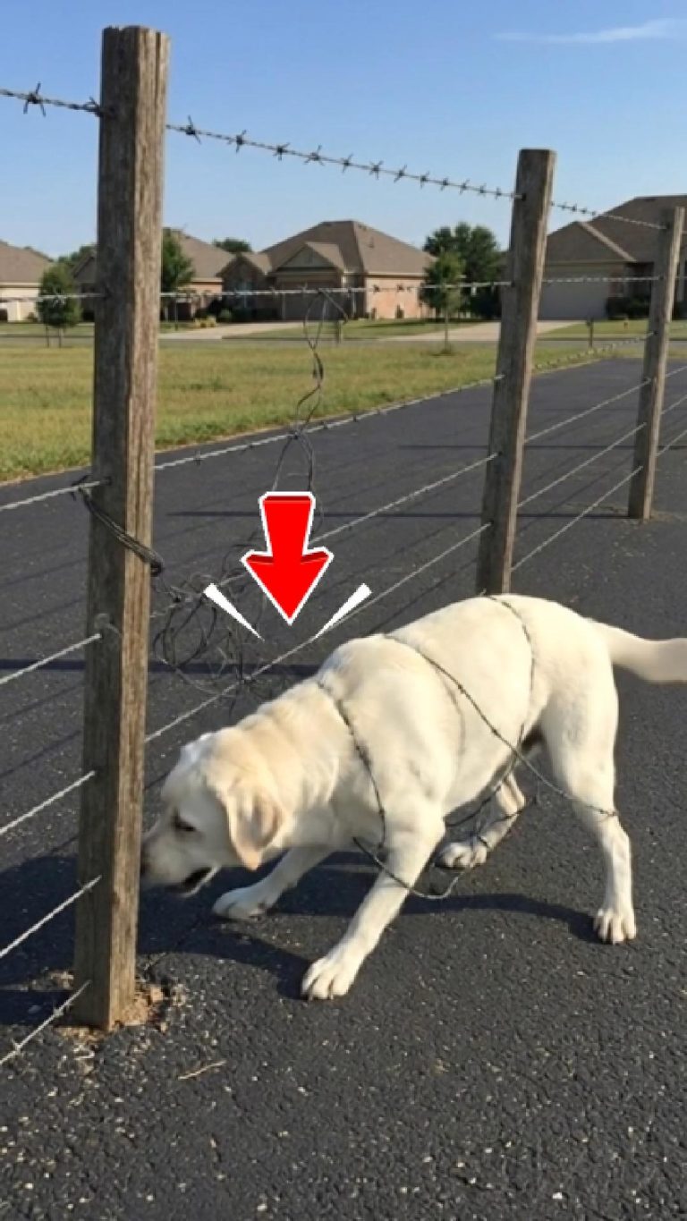 216-dog-tied-Cover