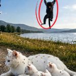 217-monkey-cat-Cover