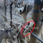218-husky-tied-Cover