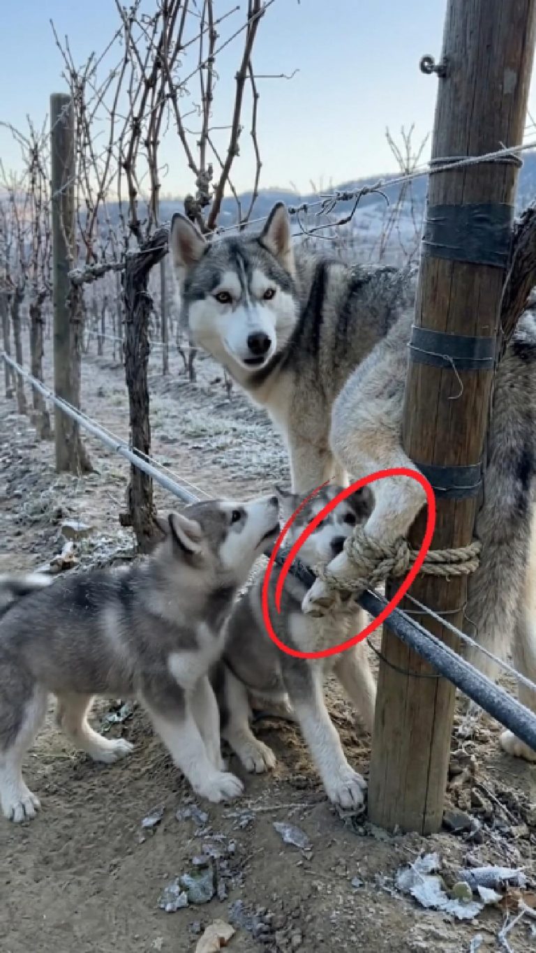 218-husky-tied-Cover
