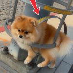 219-puppy-stucked-Cover