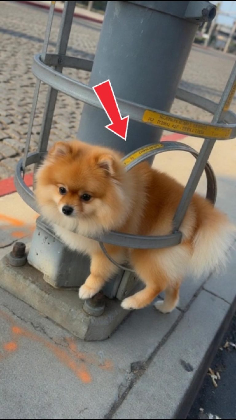 219-puppy-stucked-Cover