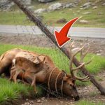 221-deer-Cover