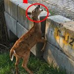 222-deer-Cover