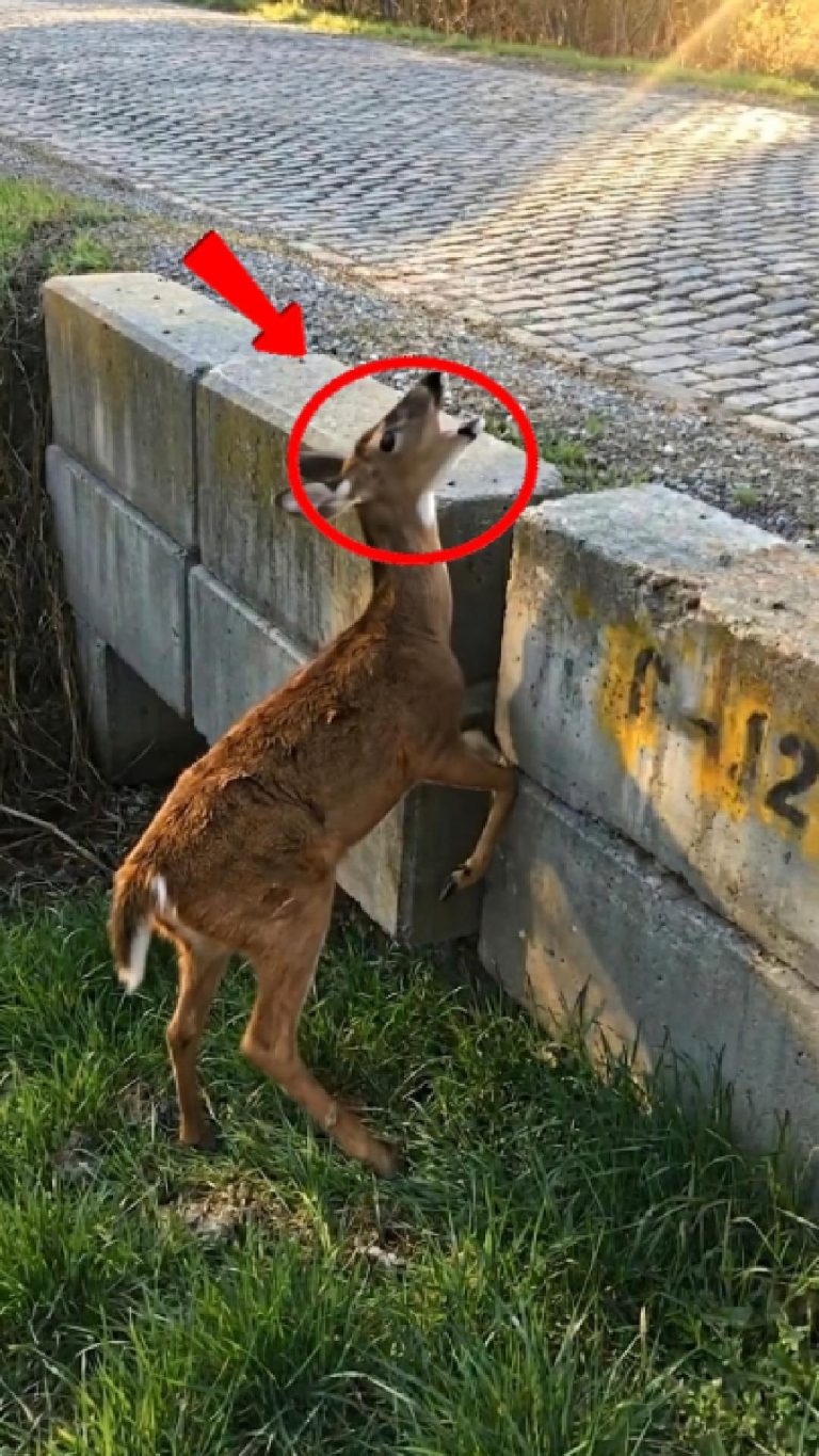 222-deer-Cover