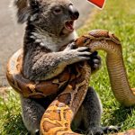 223-koala-snake-Cover