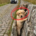 224-dog-stucked-Cover