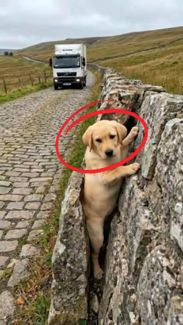 224-dog-stucked-Cover