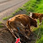 226-cow-stuck-Cover